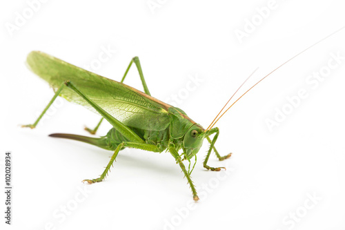 Green grasshopper in white background