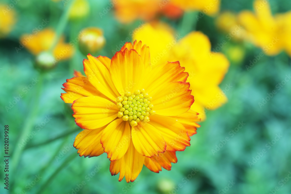 Yellow cosmos flower. Yellow cosmos flower.
