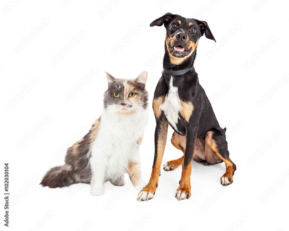 Happy Crossbreed Dog and Pretty Calico Cat