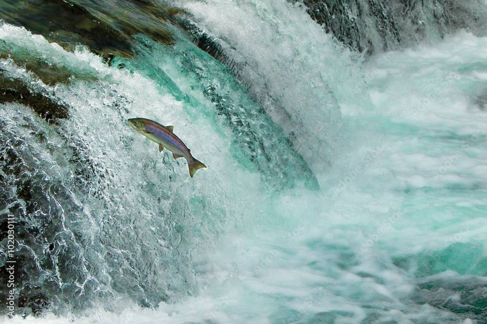 Salmon Jumping Waterfall Alaska Stock Photo Adobe Stock