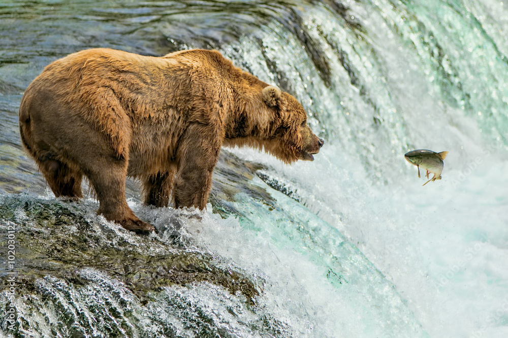 Grizzly Bear Katmai National Park Alaska Grizzly Bear Katmai National Park Alaska