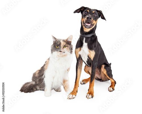 Fototapeta Naklejka Na Ścianę i Meble -  Happy Crossbreed Dog and Pretty Calico Cat