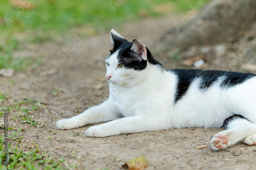 Black-white cat