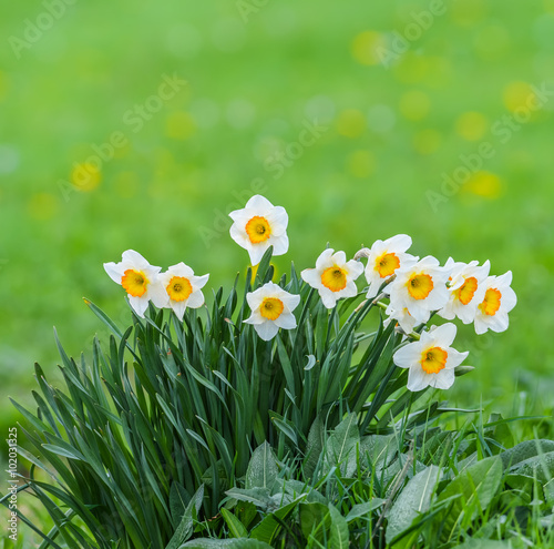 Weiße Narzisse im Garten