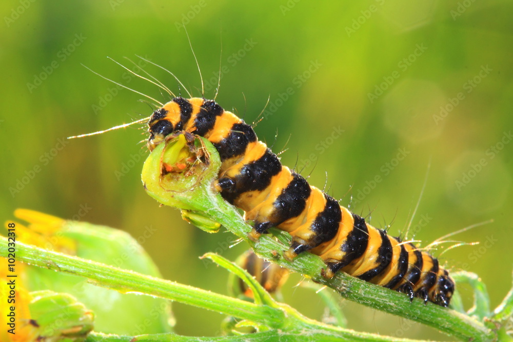 Orange and black striped cinnabar moth caterpillar feeds on ragwort Orange and black striped cinnabar moth caterpillar feeds on ragwort