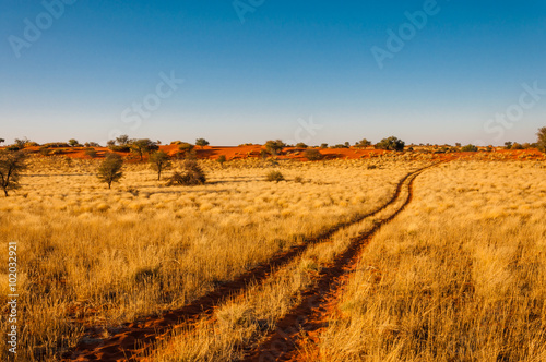 Kalahari bei Sonnenuntergang  Namibia