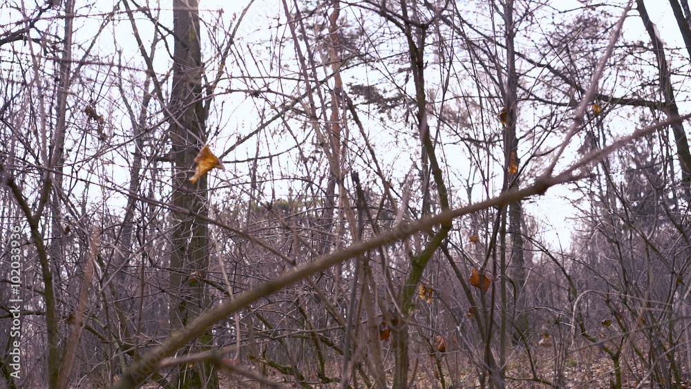 Late autumn in the woods