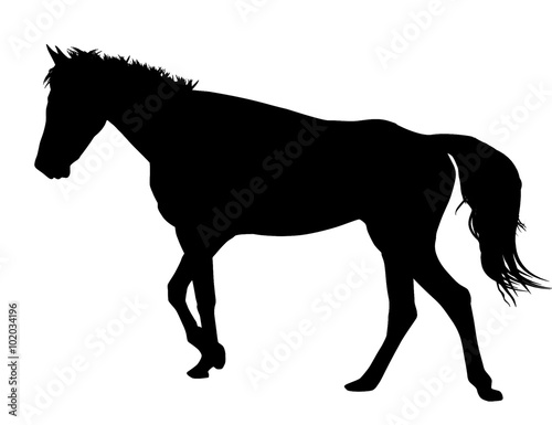 Horse silhouette on white background  vector illustration