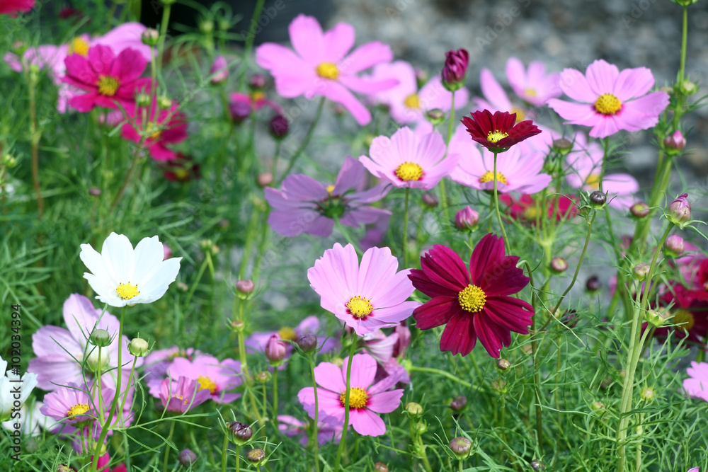 cosmos flower.