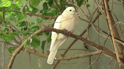 White Dove Perched on a Branch