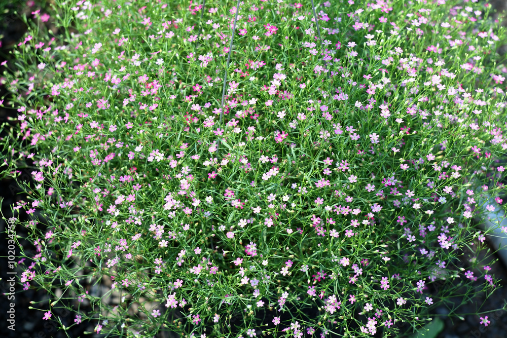 gypsiphila flower.