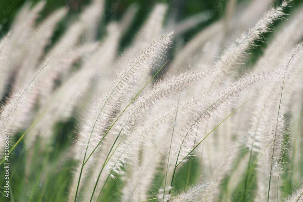 white reed