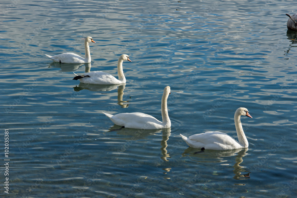 Obraz premium Swans swimming in Lake Geneva, Vevey, canton of Vaud, Switzerland