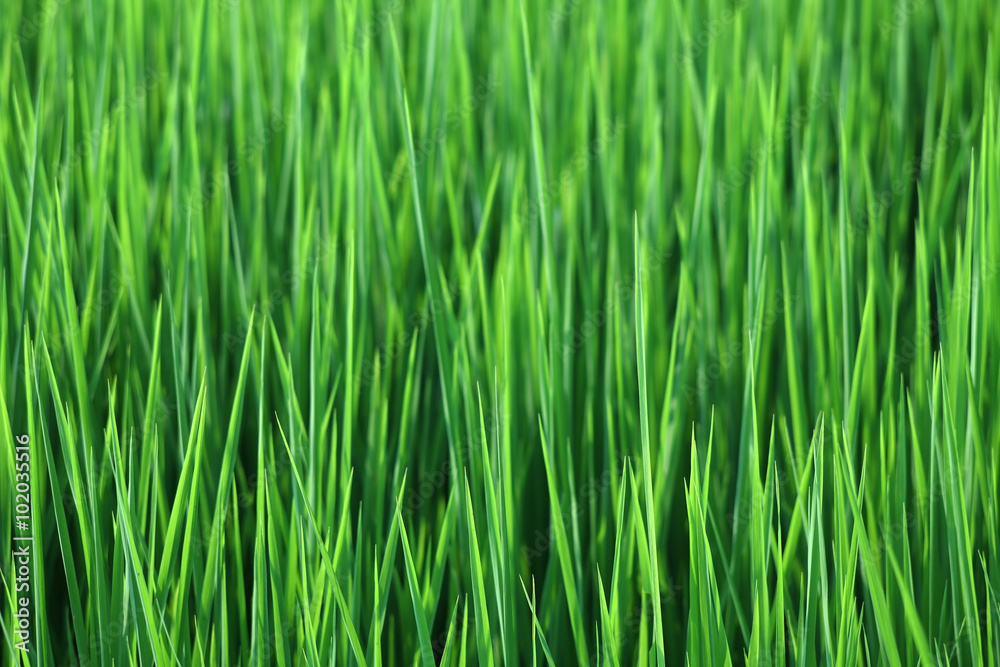 paddy field. paddy field.