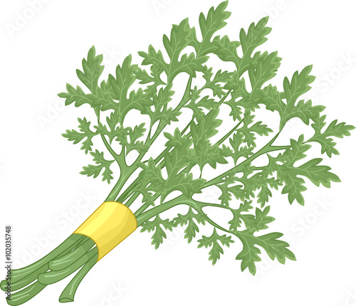 Parsley
