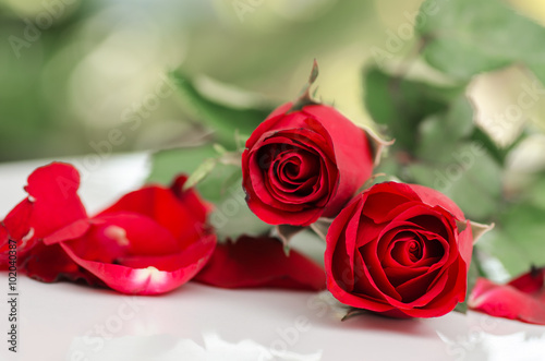 Beautiful red rose  Valentine day