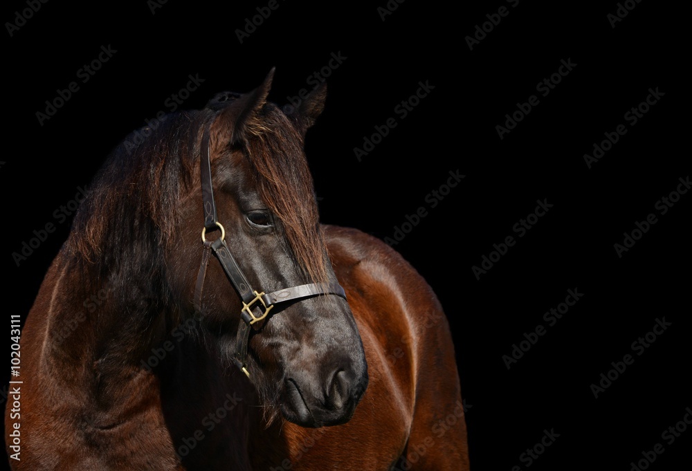 Fototapeta premium Friese - Portrait isoliert vor schwarzem Hintergrund 