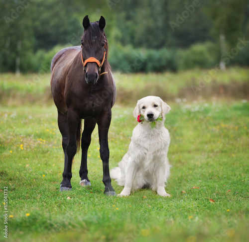 golden retriever dog with a horse