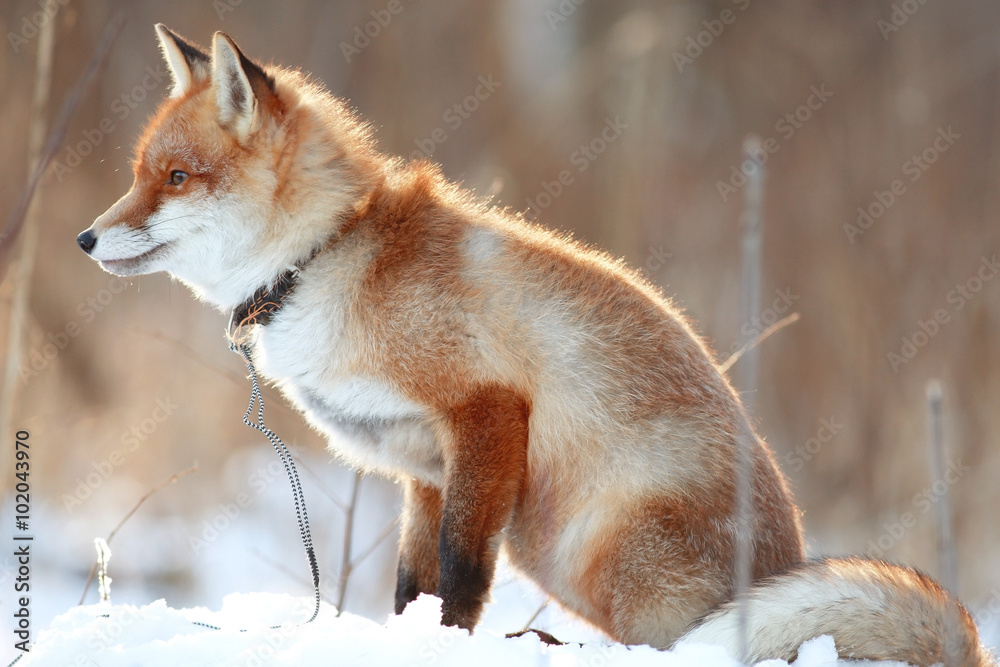 Obraz premium red fox in winter forest Pretty