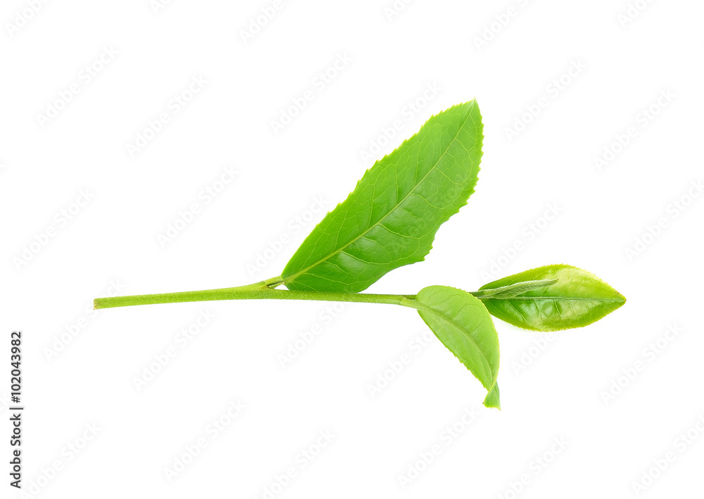 Obraz premium green tea leaf isolated on white background
