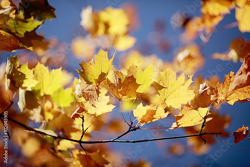 yellow maple leaves against the blue sky © kichigin19