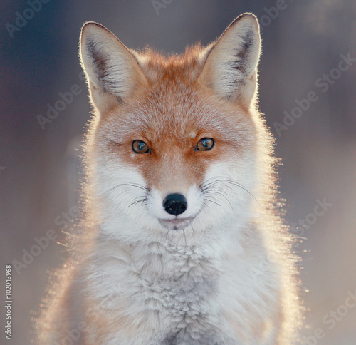 Fotografie red fox in winter forest Pretty
