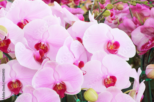 pink orchid bouquet of flowers orchids background.