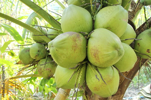 Fresh coconuts on the coconut tree