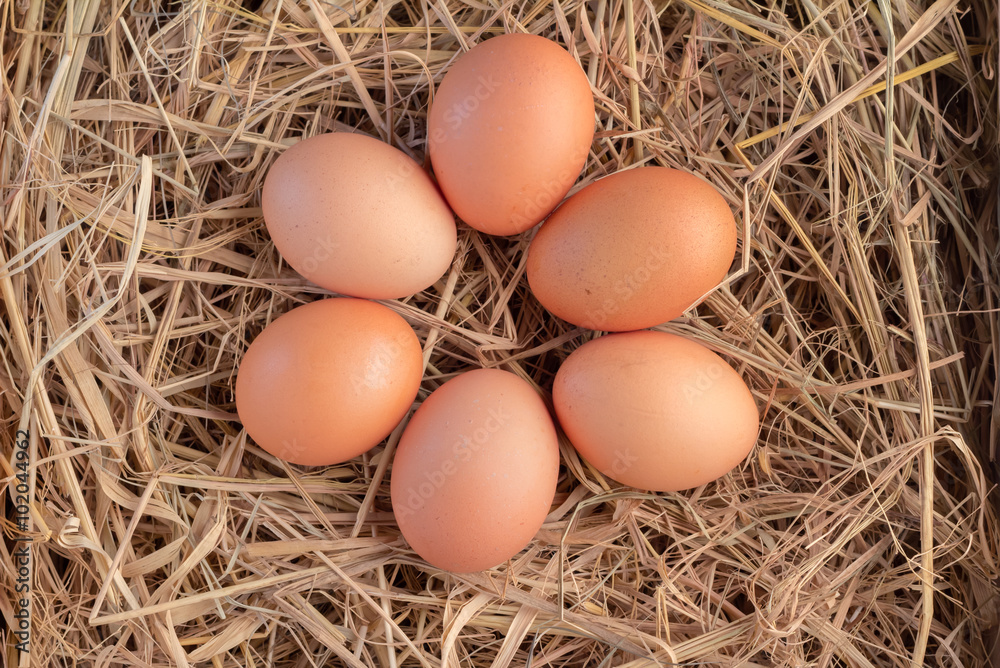 fresh eggs in a nest fresh eggs in a nest