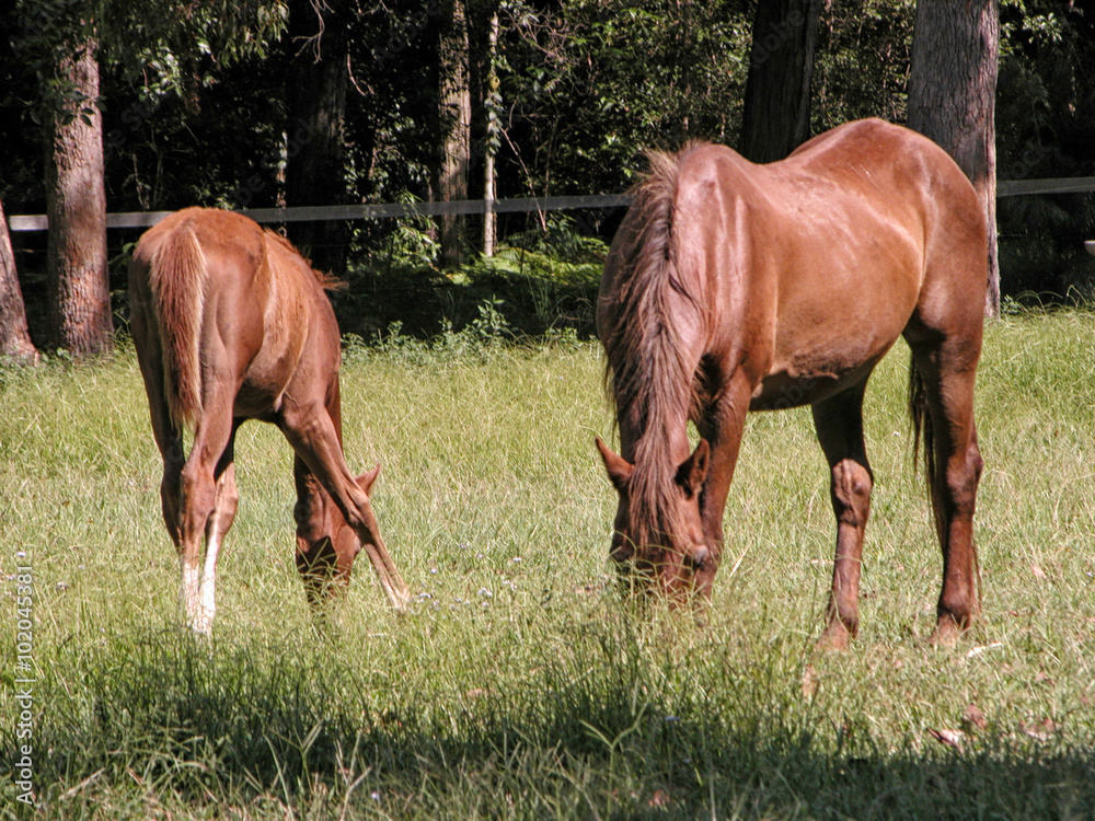 Horses feeding in a field