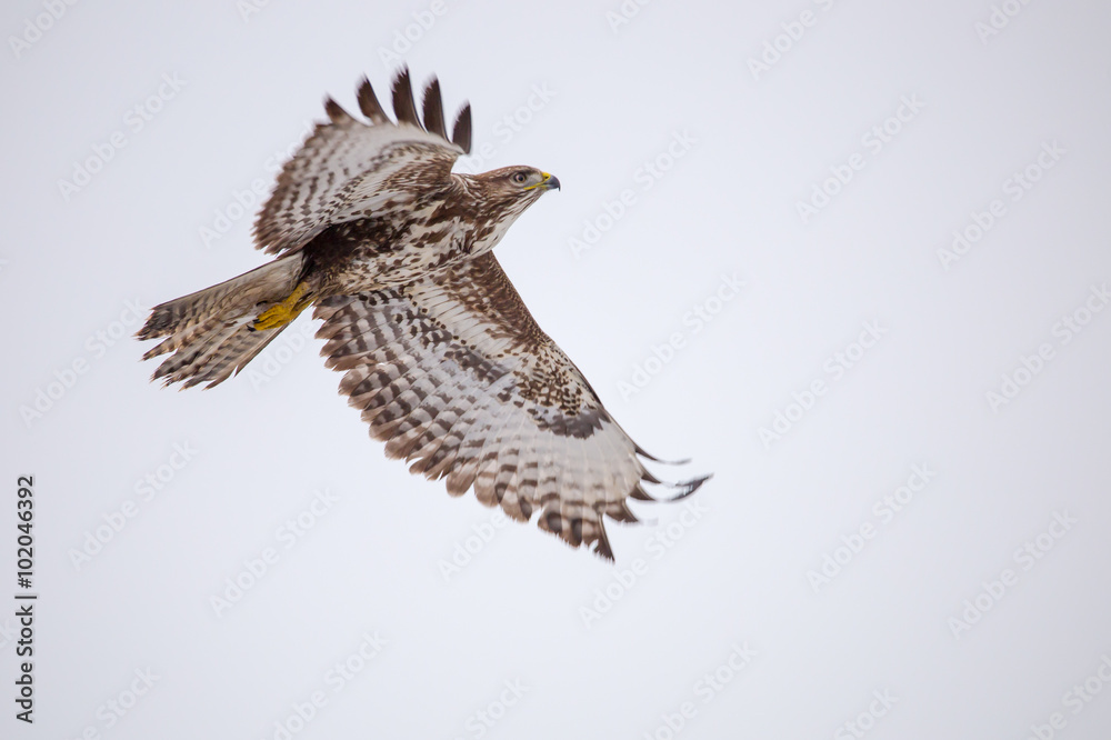 Fototapeta premium fliegender Bussard