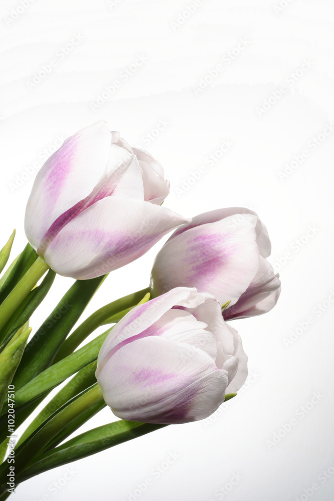 Flowers - Tulips, Tulip