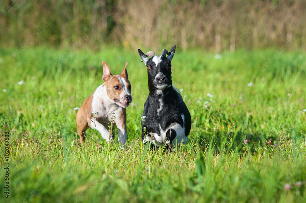 Funny chasing of little dwarf goat and american stafordshire terrier dog