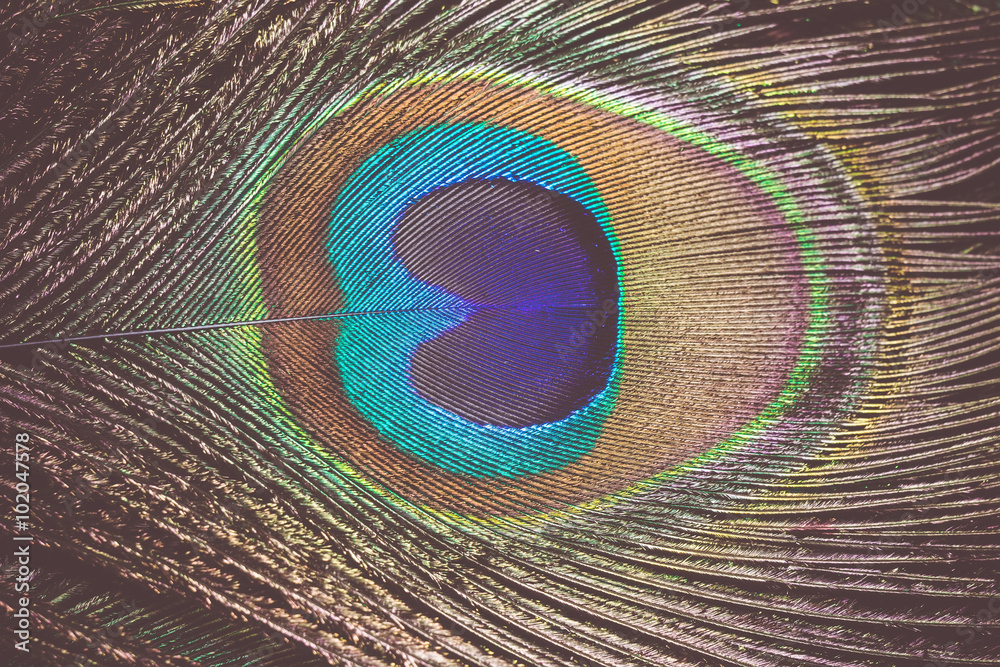 Obraz premium Peacock Feather Macro Retro
