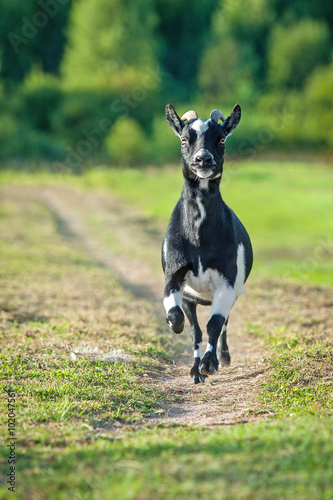 Little dwarf goat running from the pasture