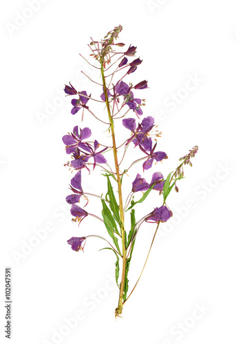 Pressed and dried flower willow-herb  epilobium . Isolated on wh