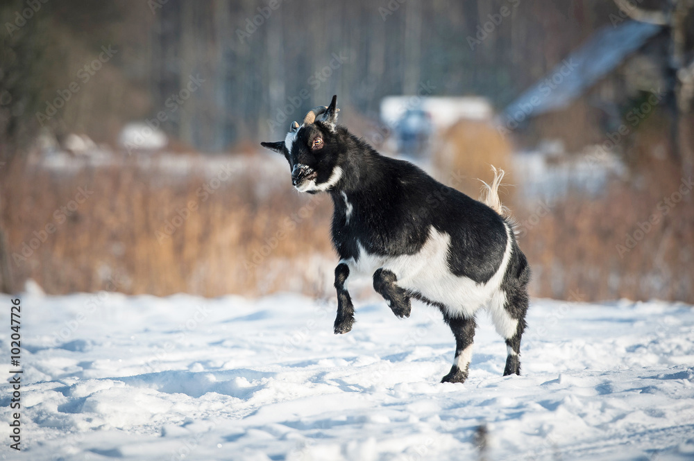 Little happy dwarf goat playing outdoors in winter Little happy dwarf goat playing outdoors in winter