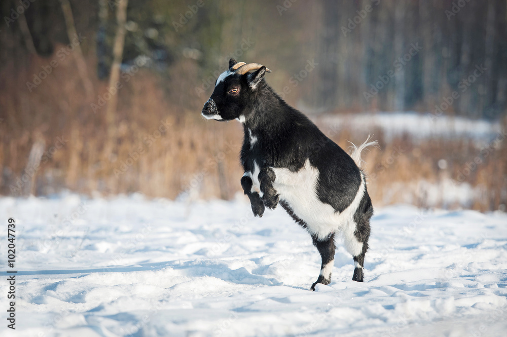 Little happy dwarf goat jumping outdoors in winter Little happy dwarf goat jumping outdoors in winter
