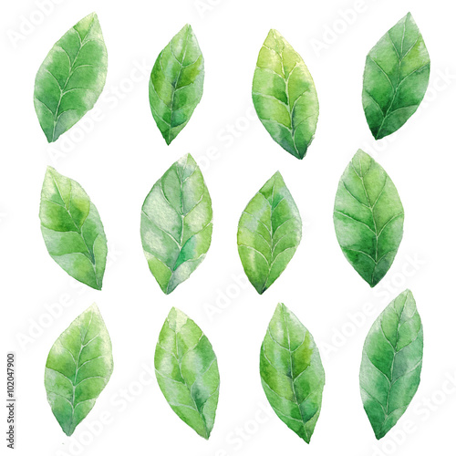 Watercolor green leaves pattern background