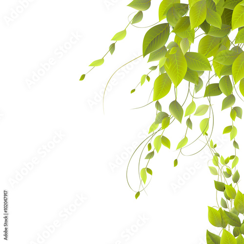 dense foliage on a white background, climbing plants, vector
