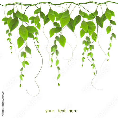vector branch with leaves isolated on white background