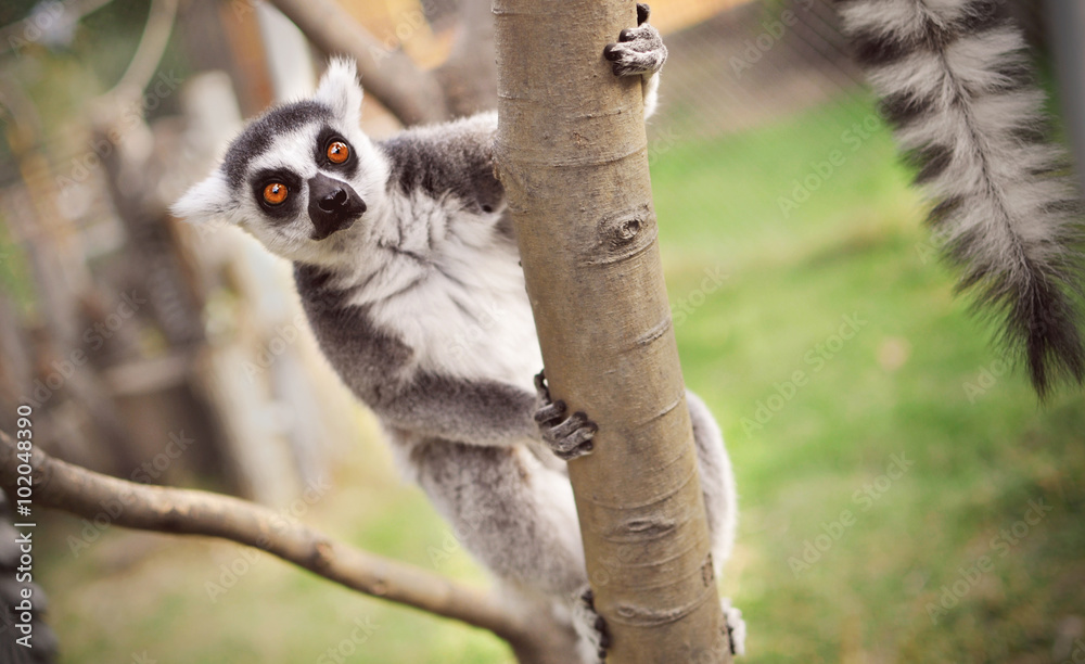 Fototapeta premium Lemur in nature