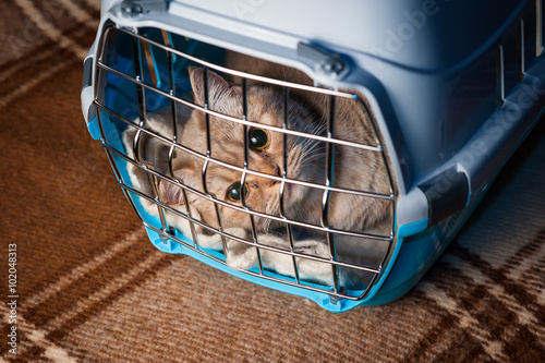 Pretty cat inside pet carrier