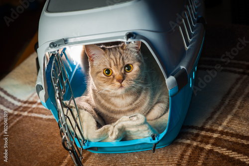 Pretty cat inside pet carrier