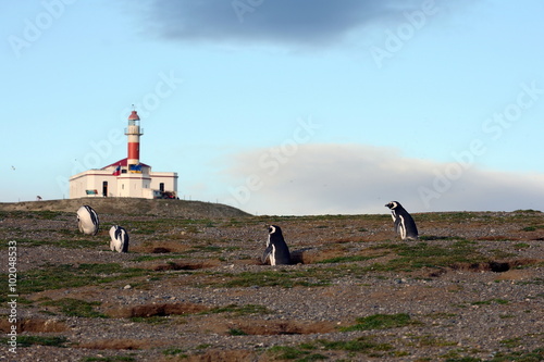 The lighthouse on the island of Magdalena.Magellanic Penguins at the penguin sanctuary on Magdalena Island in the Strait of Magellan near Punta Arenas.