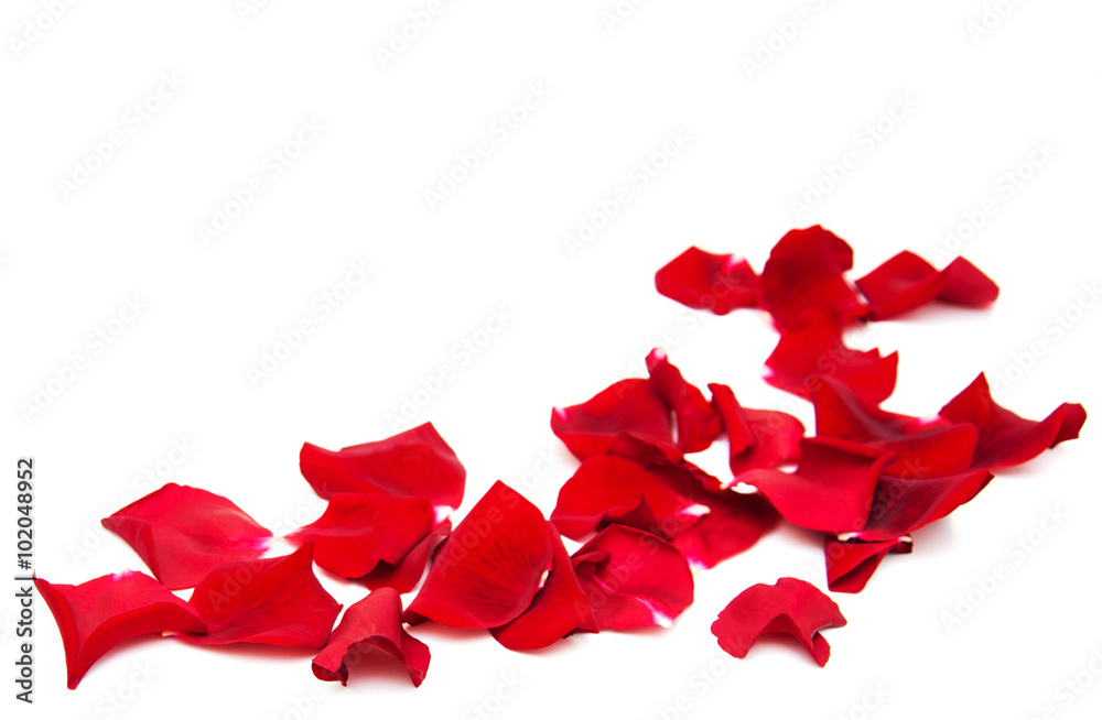 Red roses petals - obrazy, fototapety, plakaty 