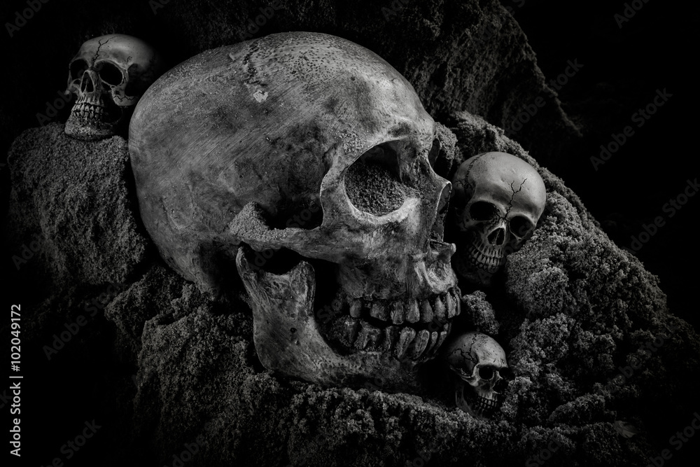 Still life of skull Still life of skull