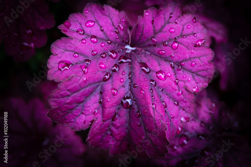 Heuchera after rain