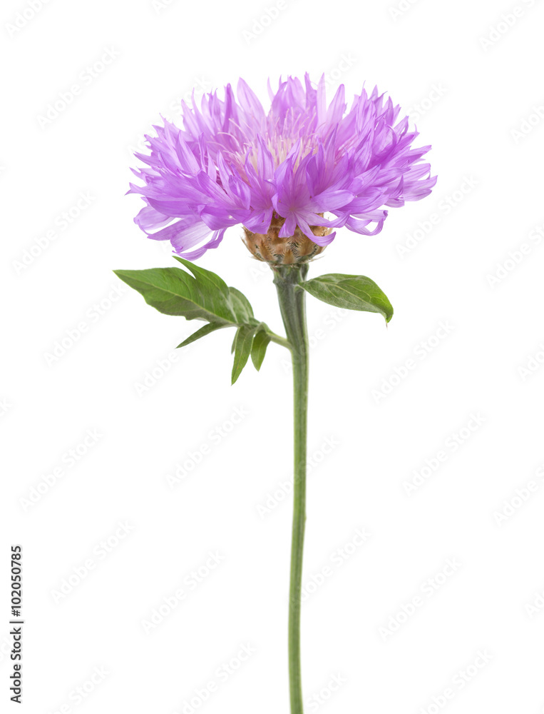Light lilac flower isolated on white background.  Persian Cornflower