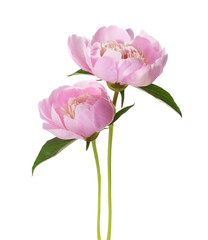 Papier peint photo Pivoines Duo de pivoines rose pastel  © Antonel